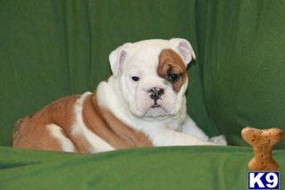 English Bulldog Puppies for Sale